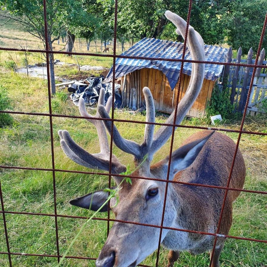 Planinska koliba Ajdanovici Jelovac Nisicka visoravan Olovo  Exteriér fotografie