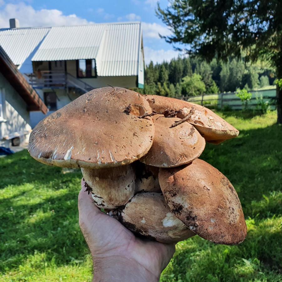 Planinska koliba Ajdanovici Jelovac Nisicka visoravan Olovo  Exteriér fotografie